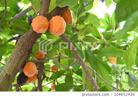 有成熟可可豆莢的溫室 104652416