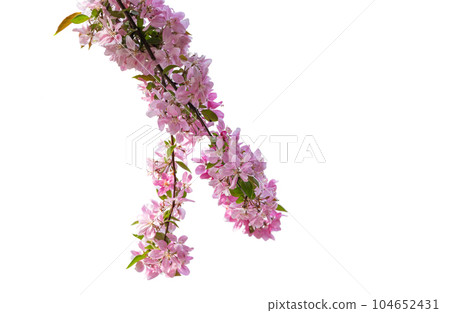 rose apple flowers rose apple flowers 104652431