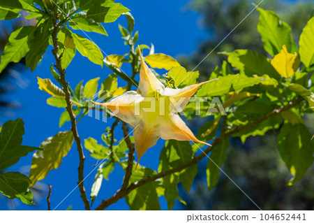 Brugmansia flowers blooming Brugmansia flowers blooming 104652441