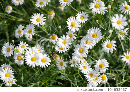 garden chamomile growing garden chamomile growing 104652487