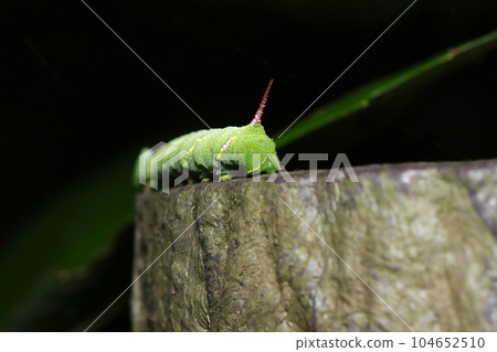 A large bright green caterpillar, a larva of the thrush family, crawls on an artificial log (macro lens used, natural light, close-up photo) 104652510