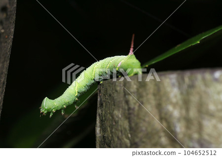 A large green grass-colored caterpillar, a larva of the Haemophilidae family, grows at the tip of an artificial log (using a macro lens, natural light, and close-up photography) A large green grass-colored caterpillar, a larva of the Haemophilidae family, grows at the tip of an artificial log (using a macro lens, natural light, and close-up photography) 104652512
