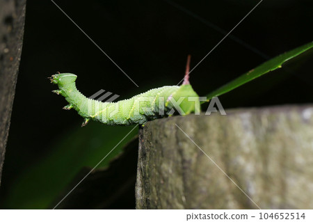 一條巨大的綠草色毛蟲，血友病科的幼蟲，生長在人造原木的尖端（使用微距鏡頭、自然光和特寫攝影） 104652514