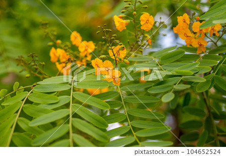 Senna hebecarpa Senna hebecarpa 104652524
