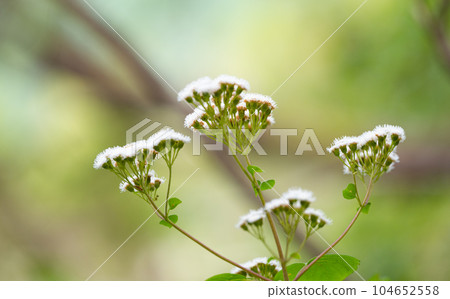 white flowers in the summer meadow white flowers in the summer meadow 104652558