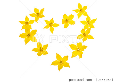loosestrife flower isolated loosestrife flower isolated 104652621