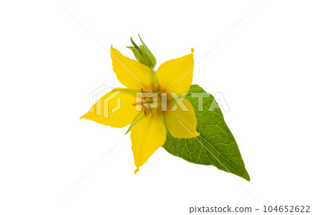 loosestrife flower isolated loosestrife flower isolated 104652622
