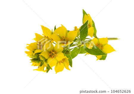 loosestrife flower isolated loosestrife flower isolated 104652626