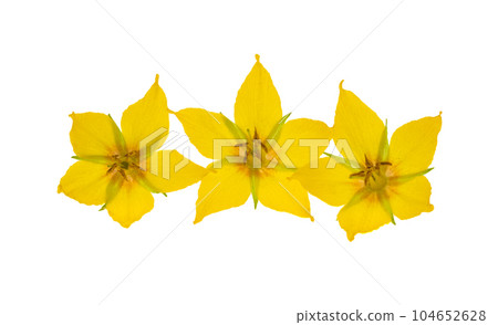 loosestrife flower isolated loosestrife flower isolated 104652628