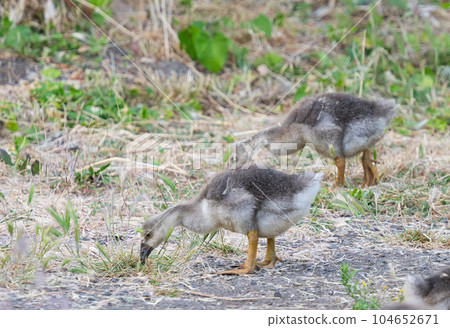 small geese grazing in the meadow small geese grazing in the meadow 104652671