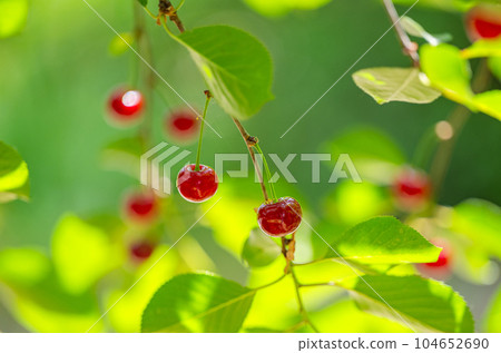 cherry berries on a tree close-up 104652690