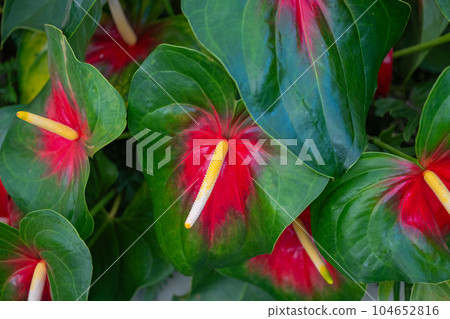 beautiful Anthurium flower closeup 104652816