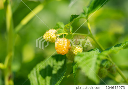 raspberries growing in the garden raspberries growing in the garden 104652973