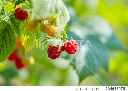 raspberries growing in the garden raspberries growing in the garden 104652976