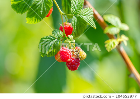 raspberries growing in the garden 104652977