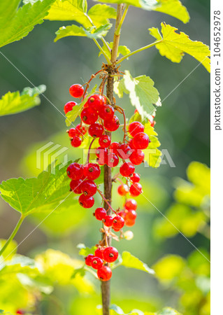 red currant growing in the garden red currant growing in the garden 104652978