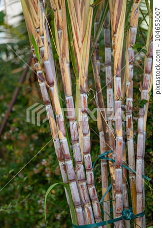 sugar cane growing close up sugar cane growing close up 104653007