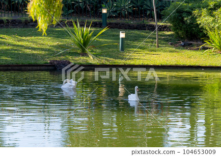 park landscape with a pond park landscape with a pond 104653009