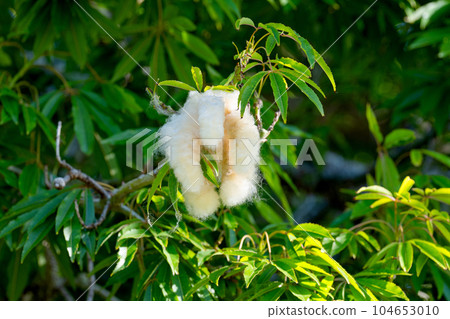 Ceiba pentandra with cotton fiber Ceiba pentandra with cotton fiber 104653010