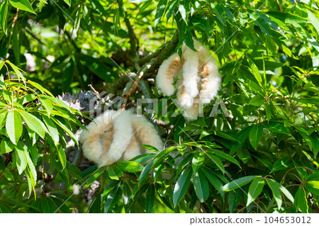 Ceiba pentandra with cotton fiber 104653012