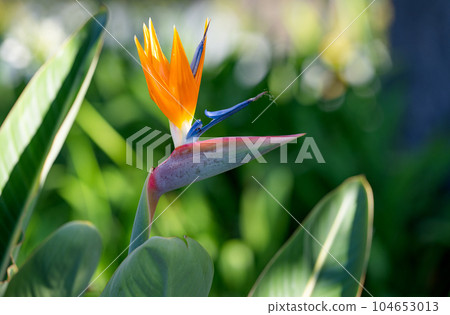 Strelitzia flower growing in Madeira 104653013