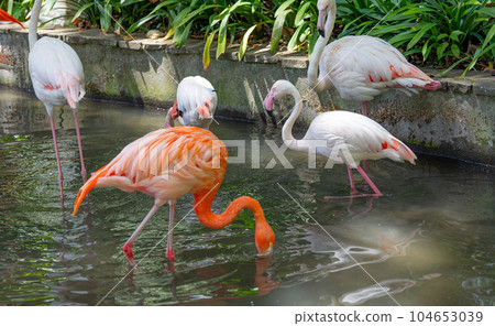 pink flamingo in the park 104653039