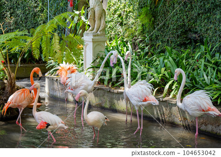 pink flamingo in the park pink flamingo in the park 104653042