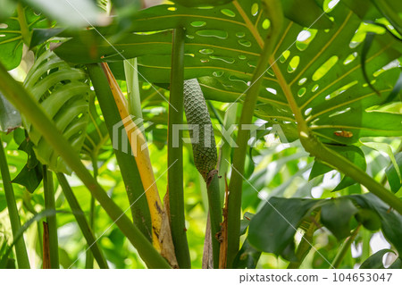 Monstera deliciosa growing in Madeira - Stock Photo [104653047] - PIXTA