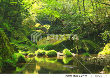 Fresh green of Yabakei (Yamamo River, Nakatsu City) 104653106