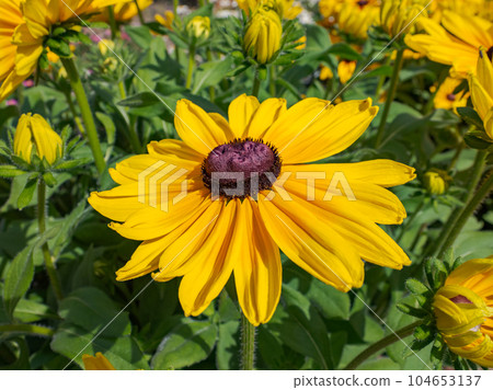 Rudbeckia blooming on a sunny day [Rudbeckia Sambekia Maya] 104653137