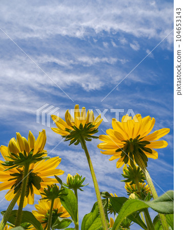 夏季藍天和金光菊 [金光菊、桑白菊、瑪雅] 104653143