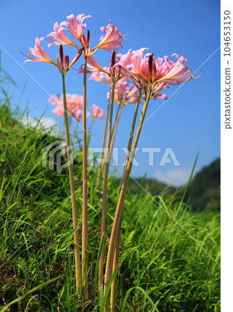 夏水仙(夏水仙,石蒜科) 夏水仙(夏水仙,石蒜科) 104653150