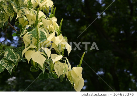 deciduous tree deciduous tree 104653376