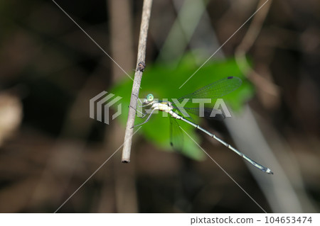 A large blue dragonfly perched on a branch in the shade of a forest (using a macro lens, outdoor natural light, close-up photography) A large blue dragonfly perched on a branch in the shade of a forest (using a macro lens, outdoor natural light, close-up photography) 104653474