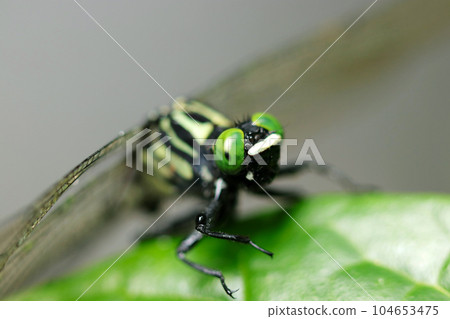 Miyama Sanae dragonfly face (using macro lens, outdoor natural light, close-up photo) Miyama Sanae dragonfly face (using macro lens, outdoor natural light, close-up photo) 104653475