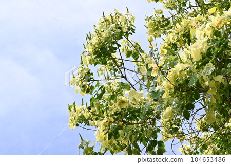 deciduous tree deciduous tree 104653486
