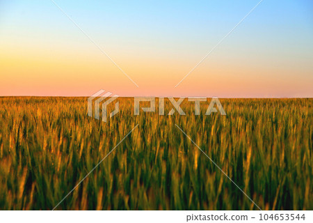 young green ears of wheat or rye, background of green ears of cereals with sunset sunlight, plantation of wheat or rye, background of a field of wheat in pink sunset rays, soft focus, selective focu 104653544