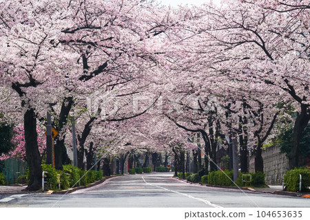 Kamurozaka with cherry blossoms in full bloom Kamurozaka with cherry blossoms in full bloom 104653635