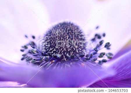 Large blooming purple anemone flower, profile (using a macro lens, outdoor natural light, close-up photo) Large blooming purple anemone flower, profile (using a macro lens, outdoor natural light, close-up photo) 104653703
