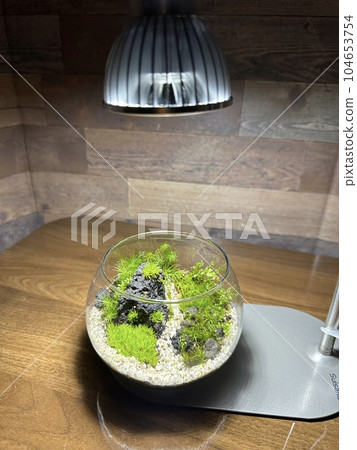 苔蘚大黃 苔蘚大黃 104653754