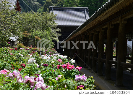 Hasegaji牡丹 104653804