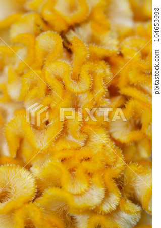 Spongy yellow Celosia flower texture (using macro lens, outdoor natural light, close-up photo) 104653998