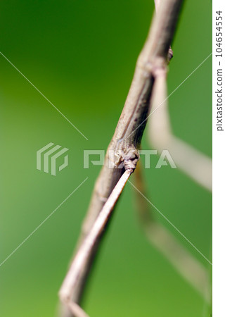 Close-up of the body and leg joints of a brown stick insect hiding in the grass (using a macro lens, outdoor natural light, close-up photography) 104654554