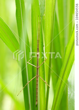 A brown stick insect mimicking between grass and leaves (using a macro lens, outdoor natural light, close-up photo) A brown stick insect mimicking between grass and leaves (using a macro lens, outdoor natural light, close-up photo) 104654556