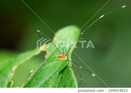 Moegi beetle moving quickly on forest leaves (using a macro lens, outdoor natural light, close-up photo) 104654652