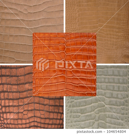 Natural crocodile skin in various color, suitable for luxury clothing accessories photo collage, website header banner 104654804