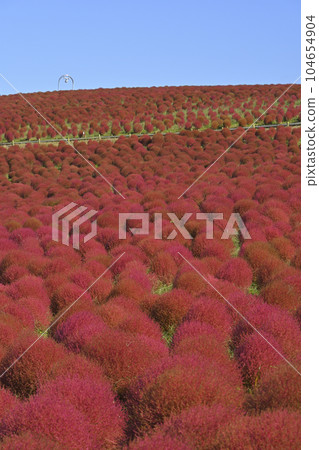 萬里無雲的藍天下，秋山的風景，鮮紅的地膚子 104654904