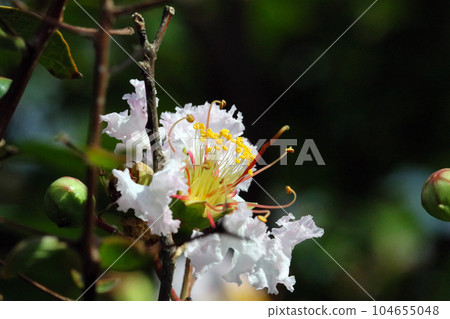 Slightly pink crape myrtle flower close-up on a white background (using a macro lens, outdoor natural light, close-up photography) 104655048