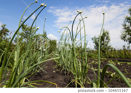 onions with bud on a stalk of plant 104655167