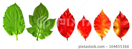 Autumn and spring leaf, leaf of tree different color, isolated on white background Autumn and spring leaf, leaf of tree different color, isolated on white background 104655168